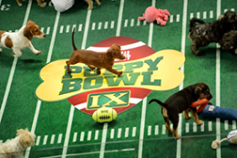 WASHINGTONPOST.COM IT'S PLAYTIME All the puppies in the Puppy Bowl come from animal shelters.