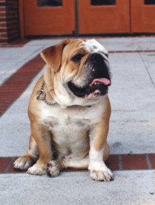 COURTESY PHIL HUMNICKY The “Old’”Jack, who died Friday, became Georgetown’s official mascot in 1999.