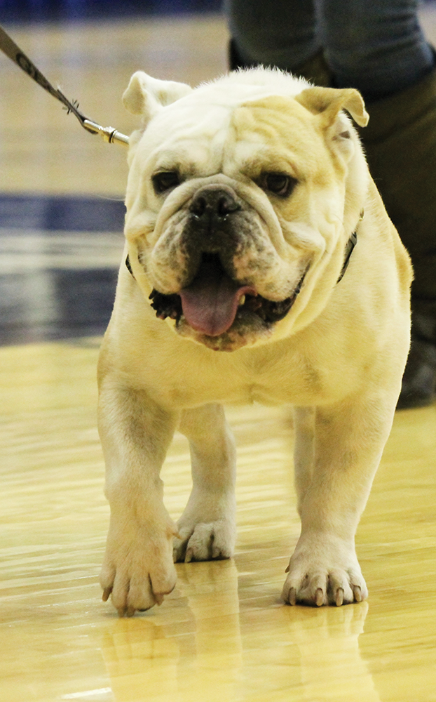 ALEXANDER BROWN/THE HOYA Former mascot-in-training J.J. is now living with a family off campus.