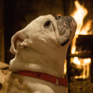 COURTESY JOHN STONER Off the Hilltop and out of the spotlight, former university live bulldog mascot Jack Jr. has matured into a well-adjusted 2-year-old, flourishing in a private home environment in the Washington, D.C. area.