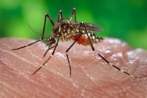 CENTERS FOR DISEASE CONTROL AND PREVENTION Georgetown professor of global health Lawrence Gostin argues that the World Health Organization’s updated nonemergency status for Zika is not the proper direction for human health promotion. 